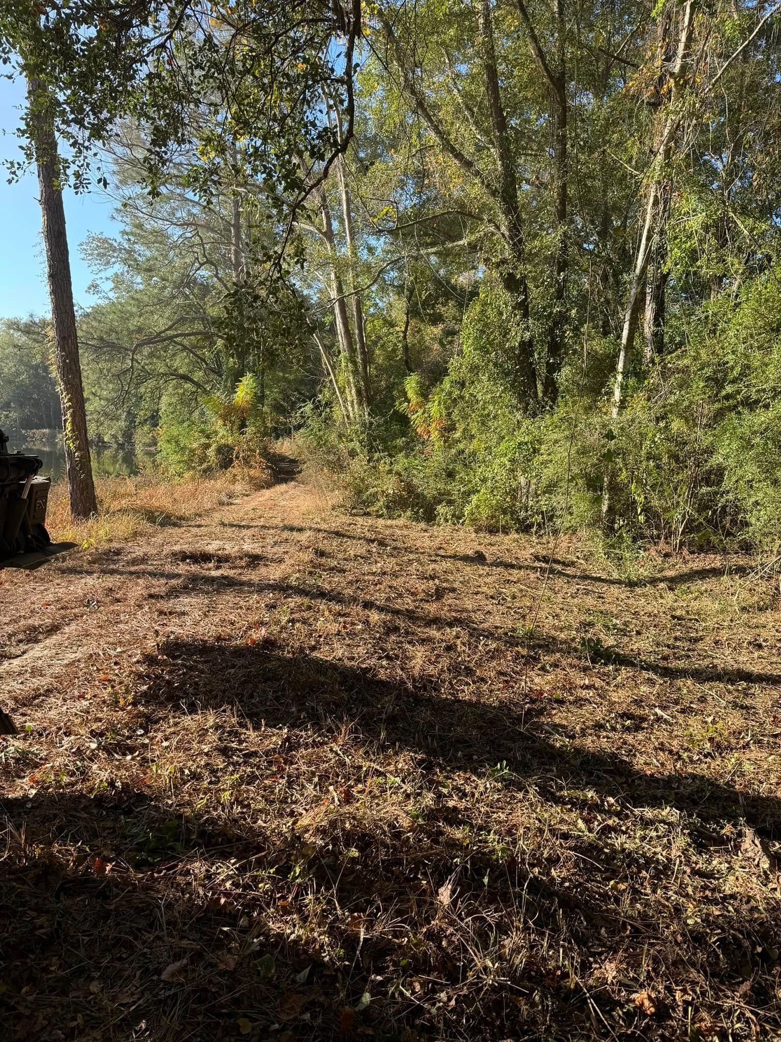 Grassy clearing in a forest, trees with green leaves, sunny day.