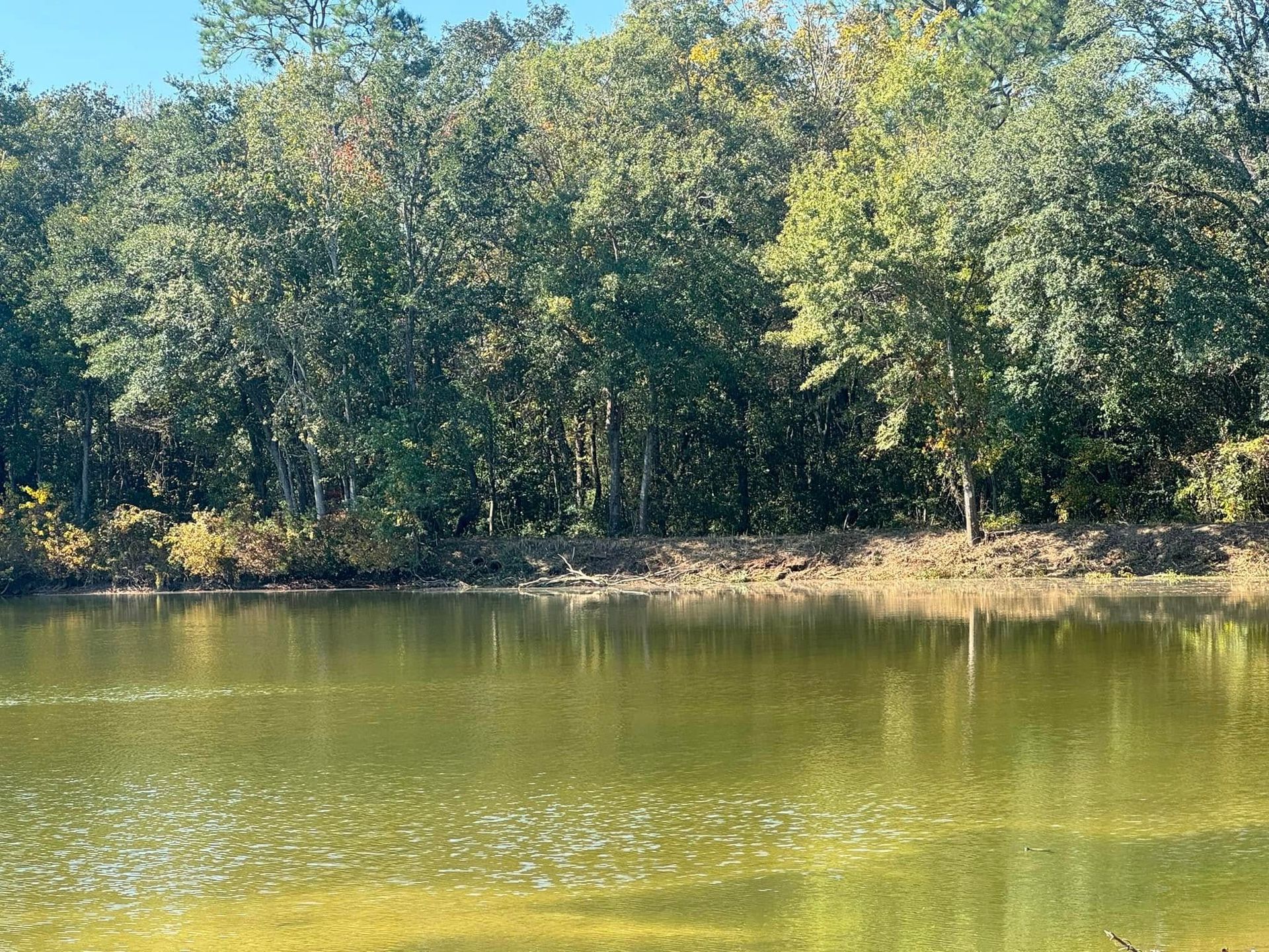 A pond reflects a line of trees on a sunny day.