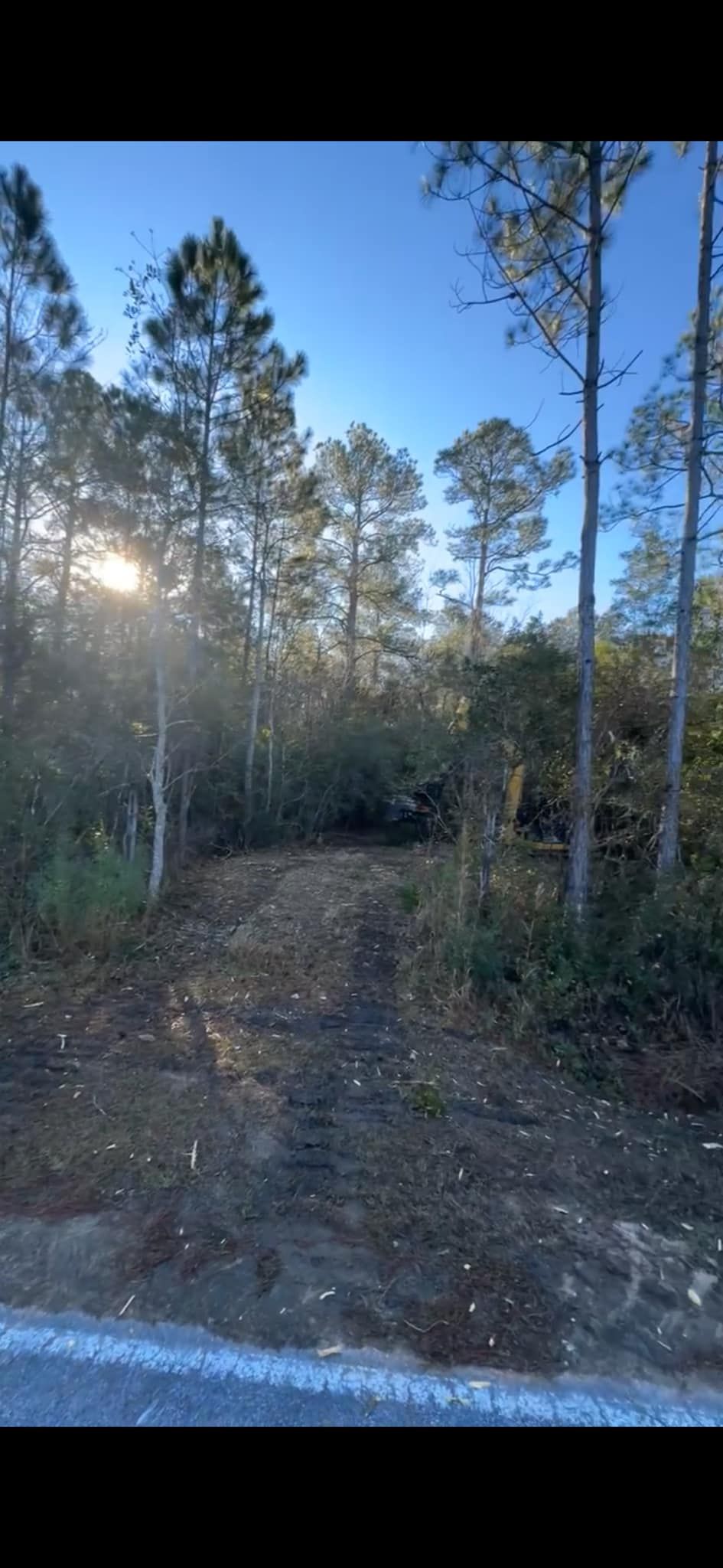 Dirt road leading into a forest under a bright blue sky.