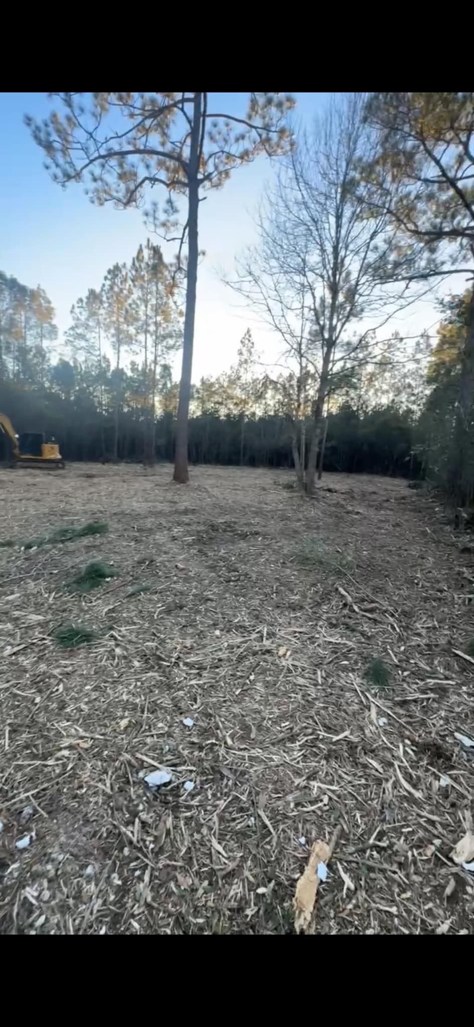 A cleared wooded area with mulch ground cover. Trees are in the background, with a blue sky.