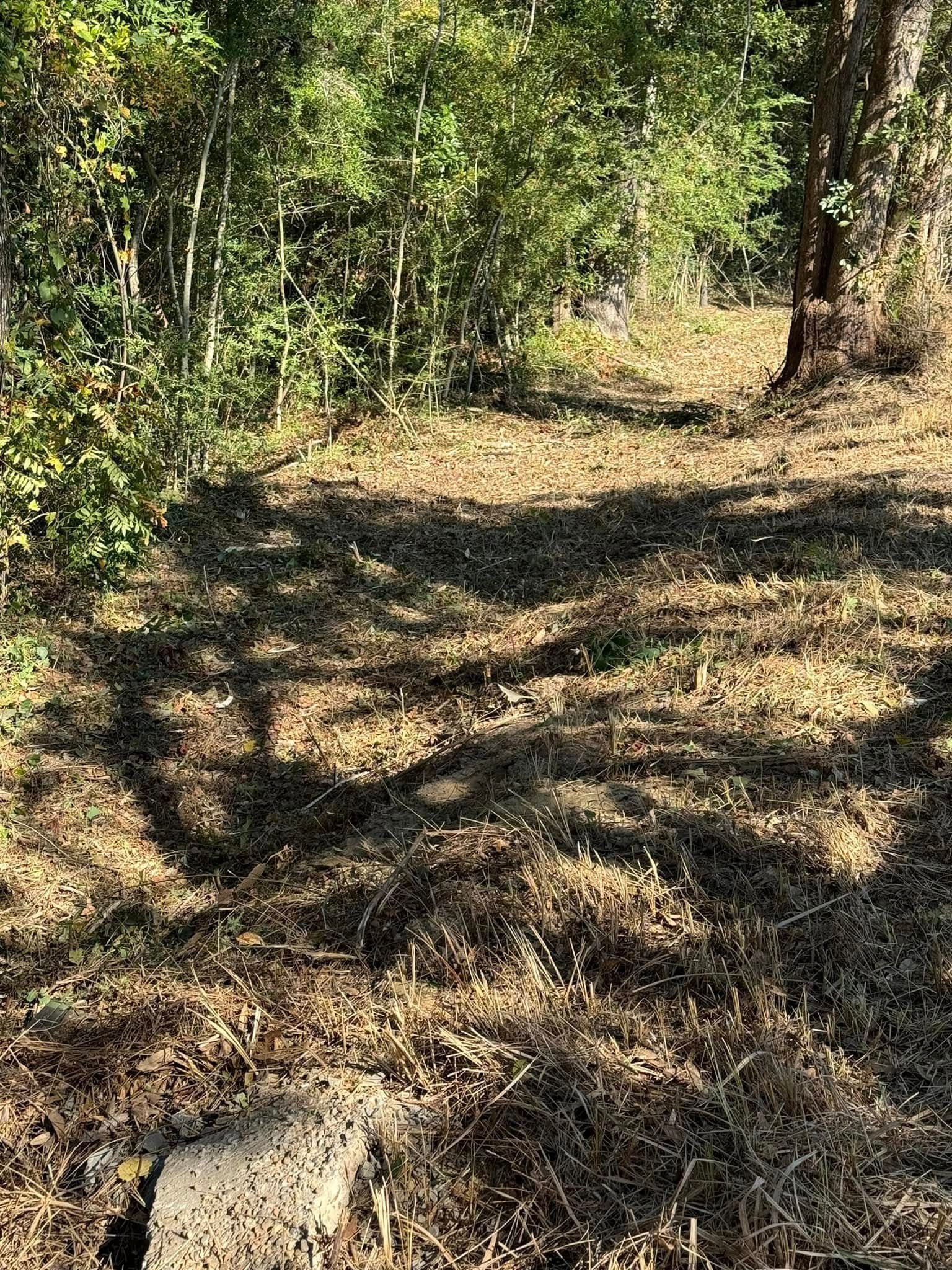 Dry brush and shadow dappled ground near trees.