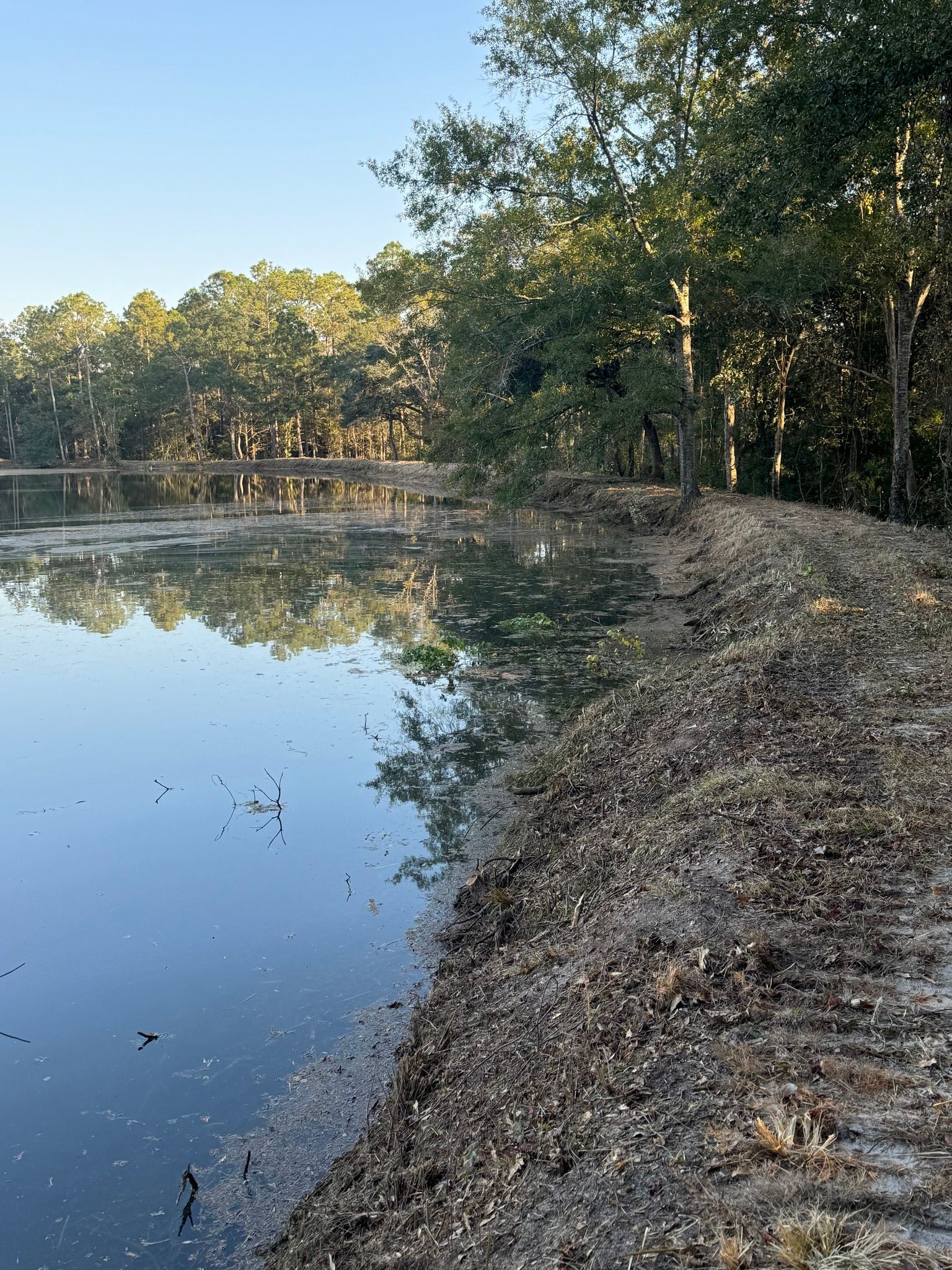 Pond with muddy bank, reflecting trees. Sunlight.
