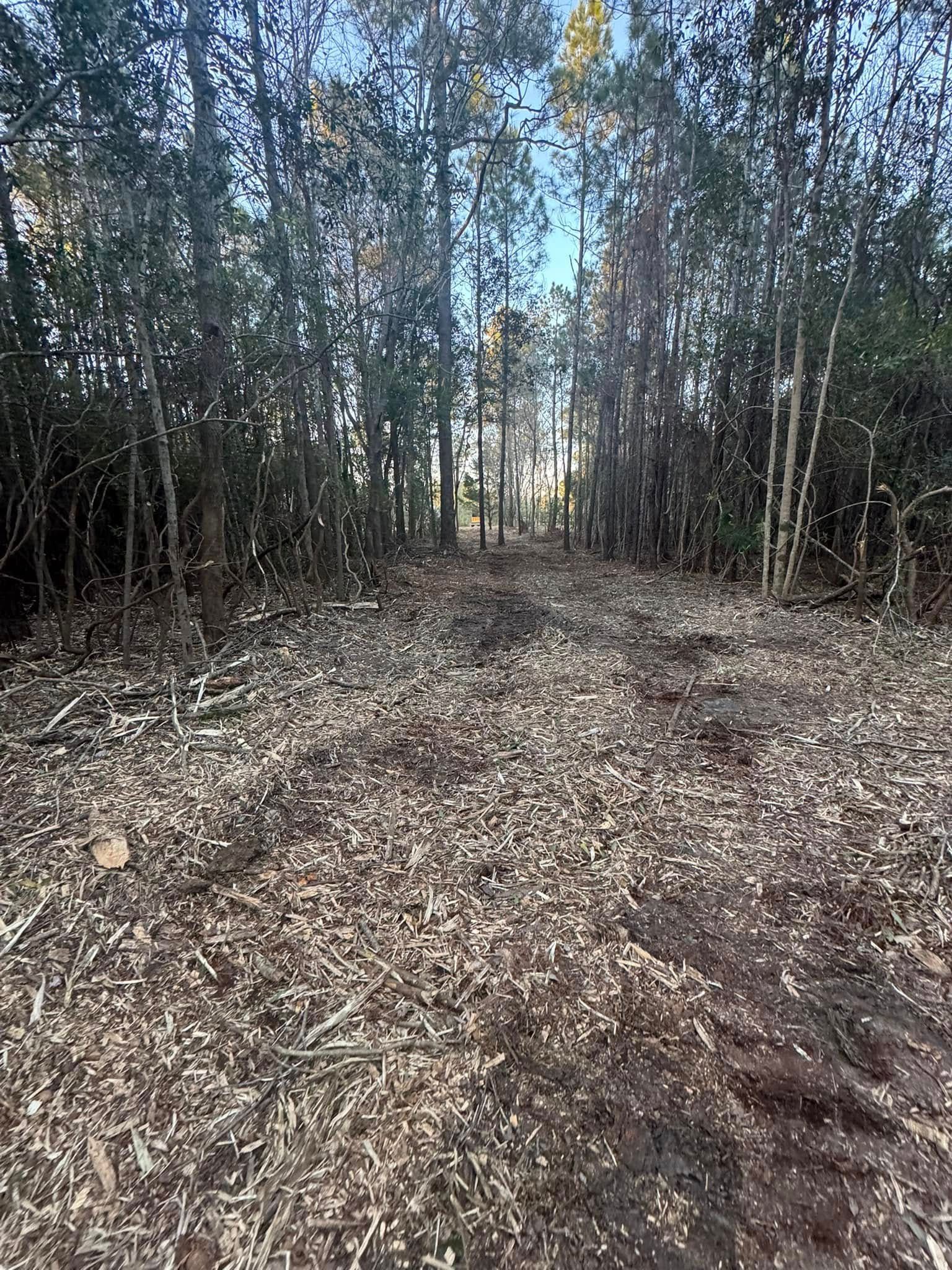 Clearing in a forest, ground covered in wood chips, trees on both sides, and sunlight in the distance.