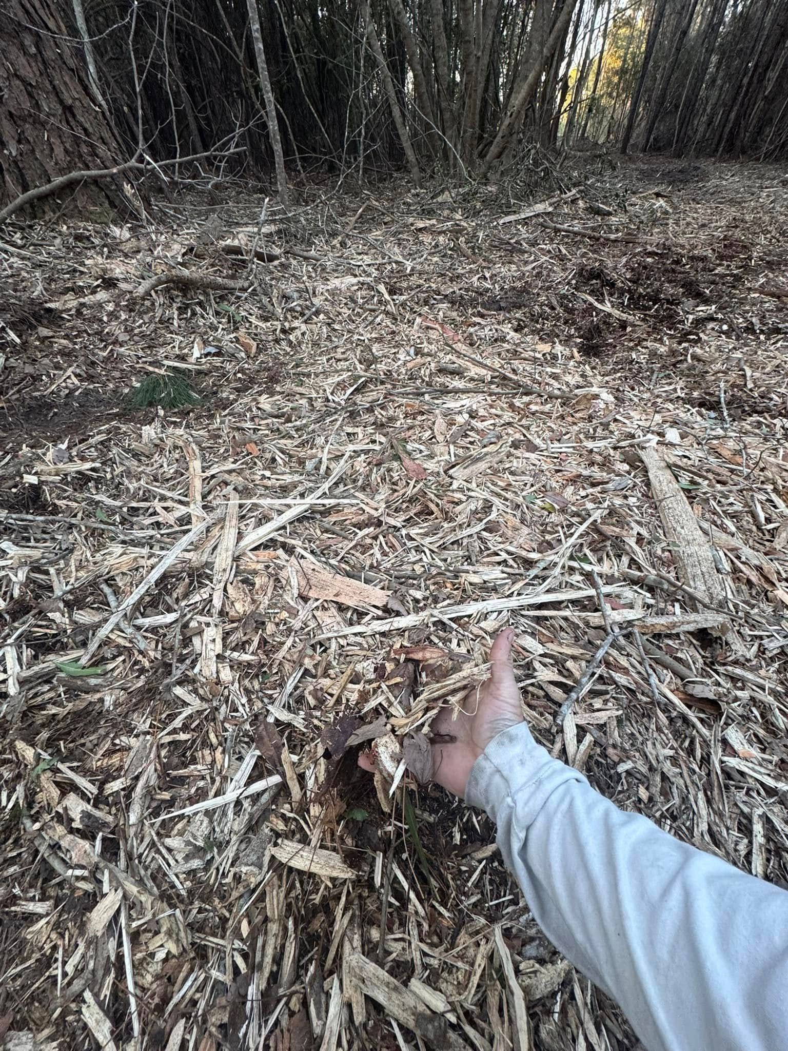 Hand holding wood chips on forest floor, sunlight.