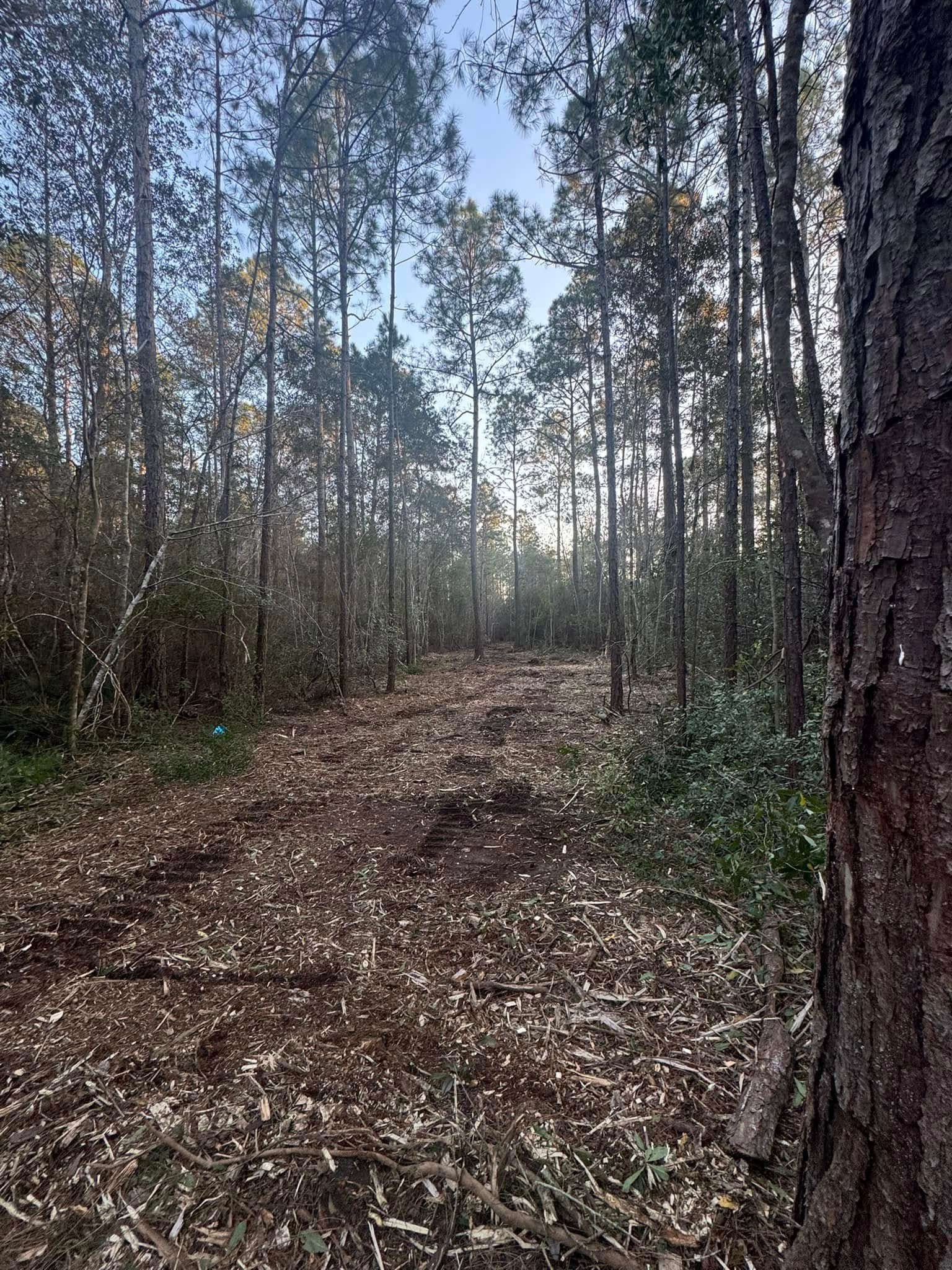Clearing in a pine forest, sunlight, wood chips, tall trees.
