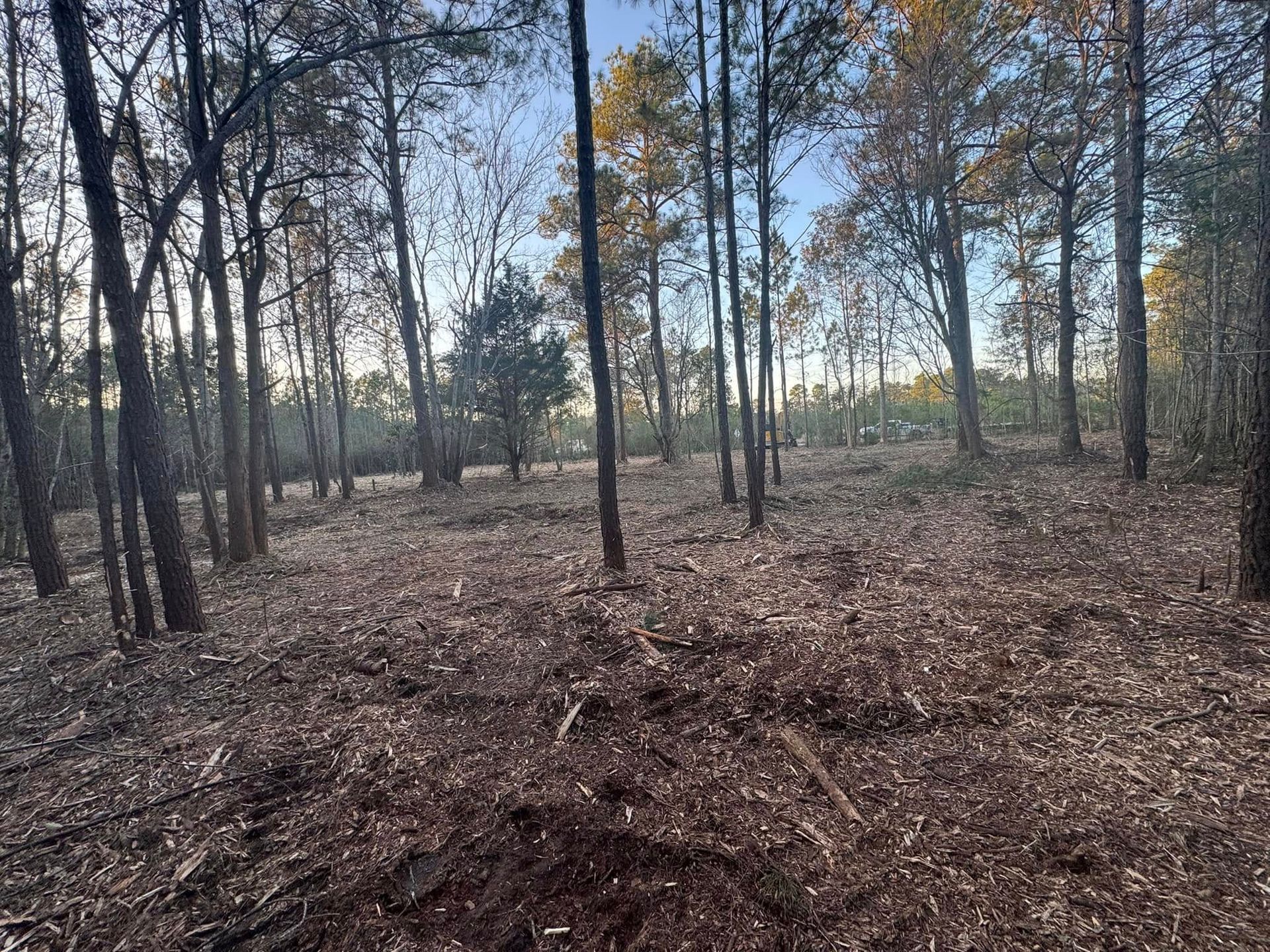 Forest clearing with bare trees and brown ground cover under a blue sky.