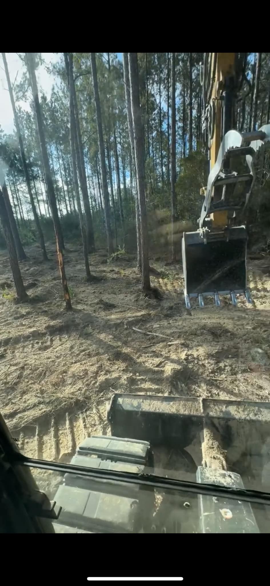 An excavator clearing trees in a forest. The bucket is in the foreground, and the cab is visible.
