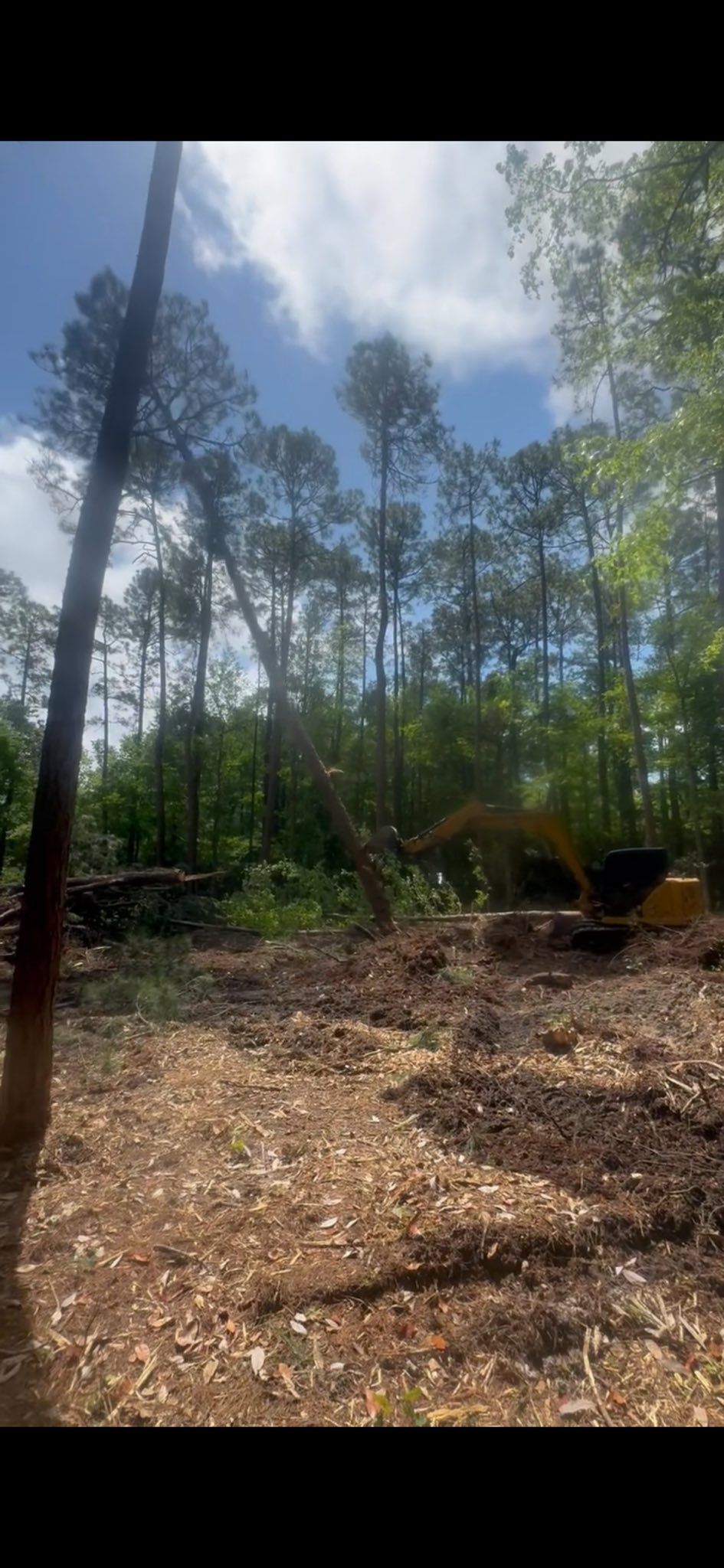 Forest clearing with an excavator visible in the distance. The sky is blue with clouds.