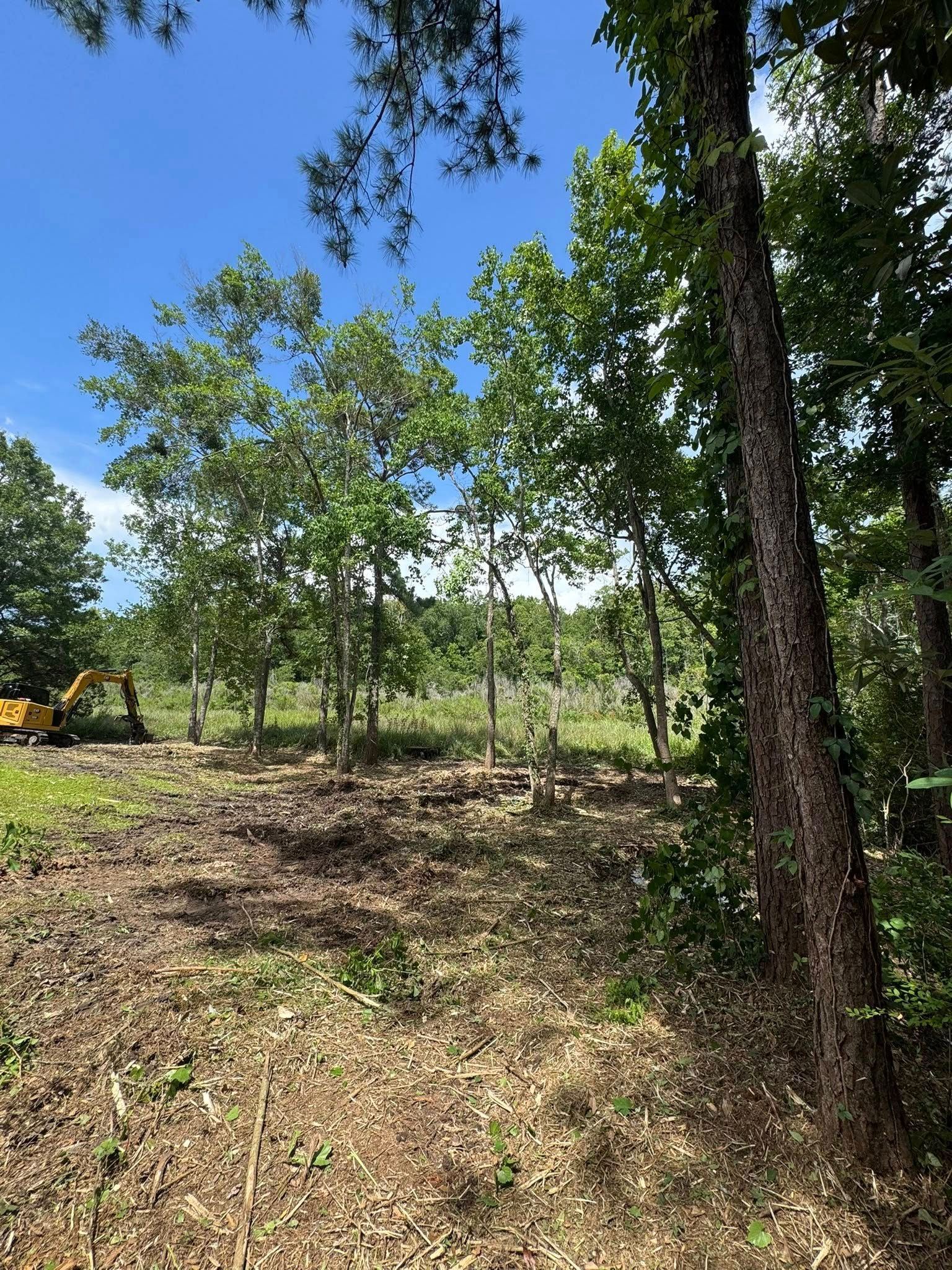 Partially cleared wooded area under a blue sky, with some trees remaining and a small piece of machinery visible.