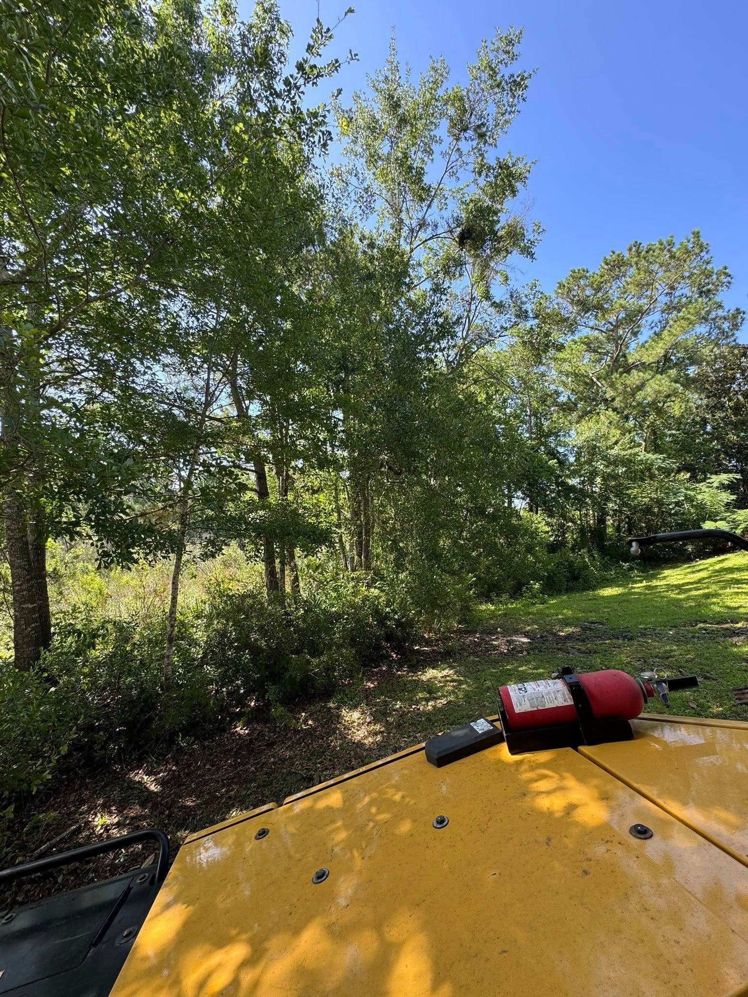 Yellow machinery parked near trees and brush on a sunny day.