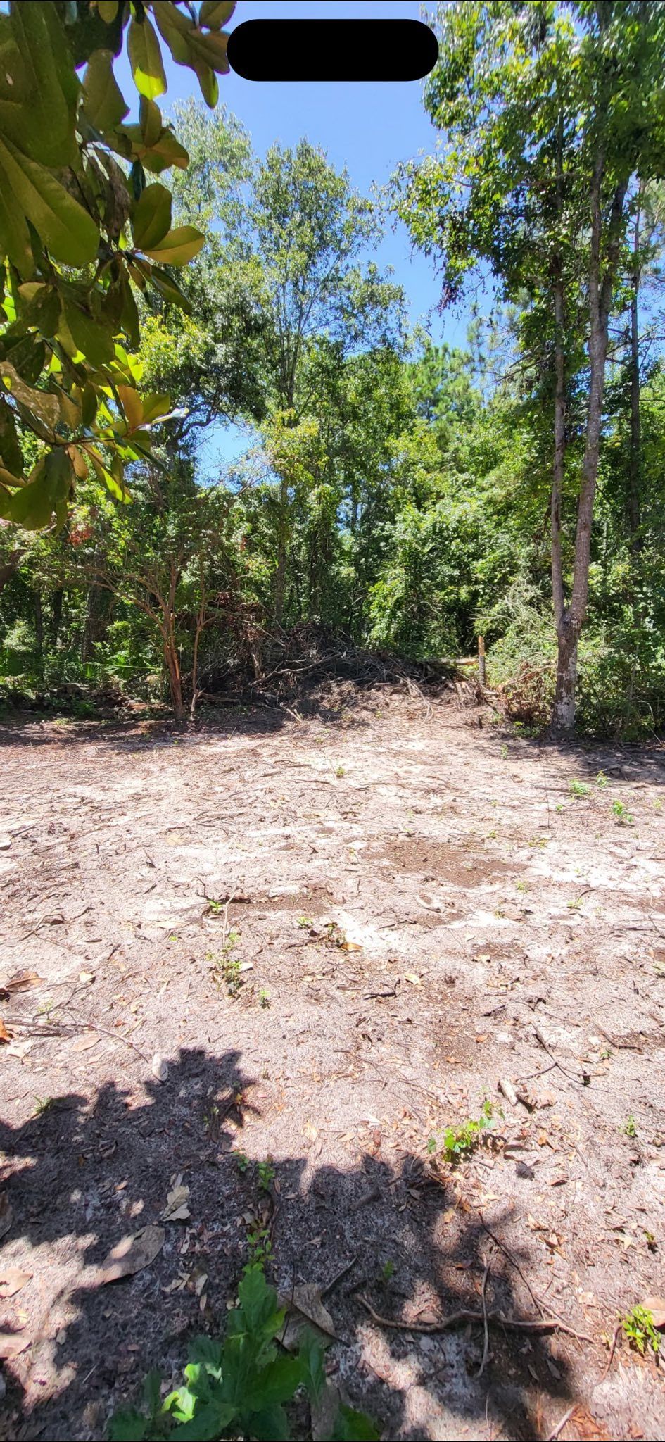 A clearing in the woods, with a dirt path leading toward the trees. Sunny day.