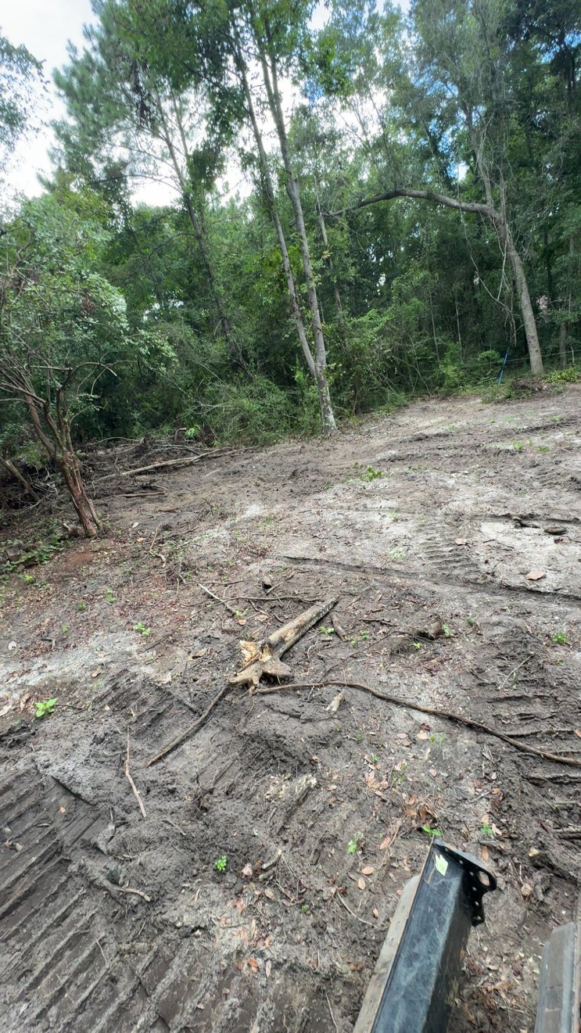 Dirt path through trees; ground is muddy, recently cleared. Trees in background.