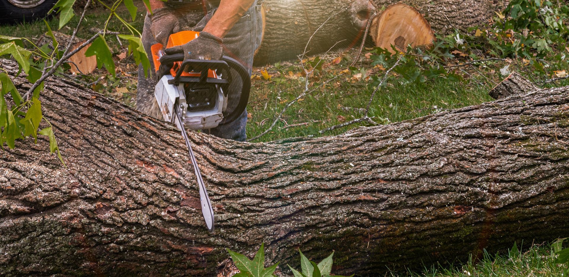 Person using a chainsaw to cut a log on a grassy surface.