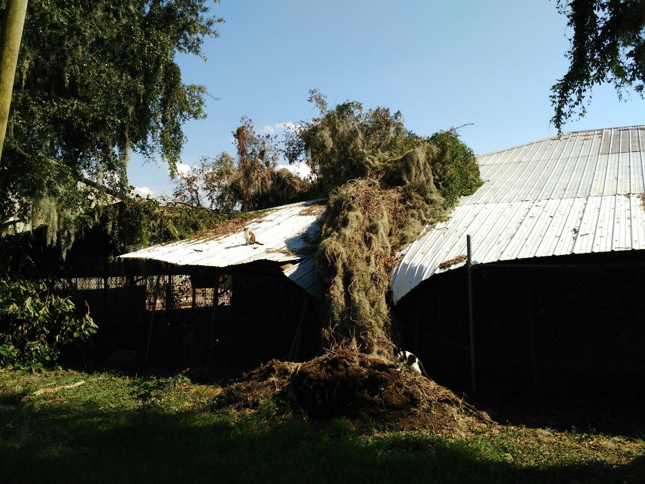 Removal of Big Trees Fell on the Roof — Tavares, FL — Clearcut Tree Service, Inc