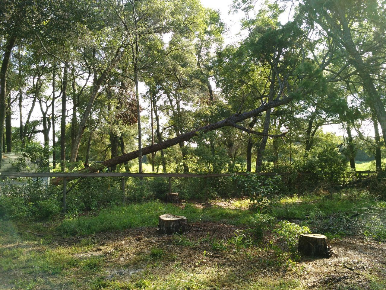 Clearing Land by Removing Trees — Tavares, FL — Clearcut Tree Service, Inc