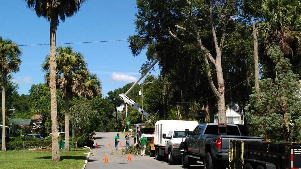 Trees on Street Sides Removal — Tavares, FL — Clearcut Tree Service, Inc