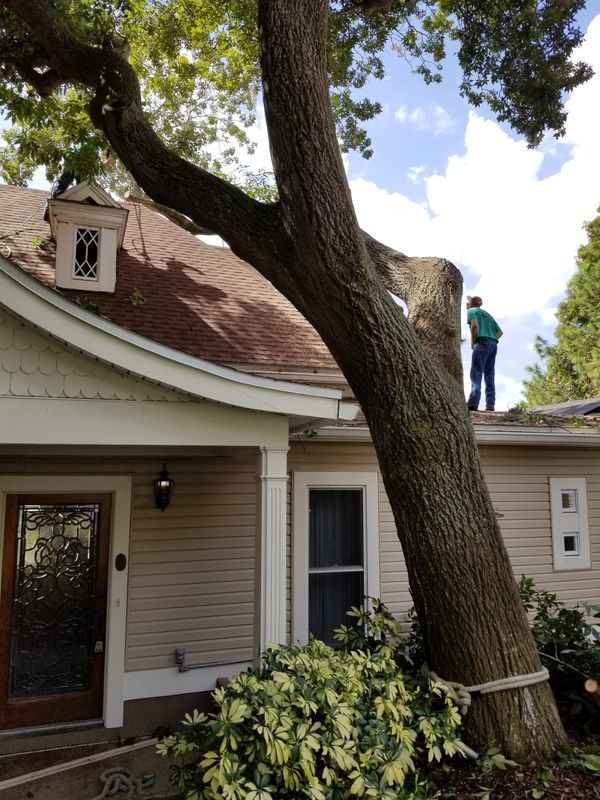 Residential Tree Removal and Clearing — Tavares, FL — Clearcut Tree Service, Inc