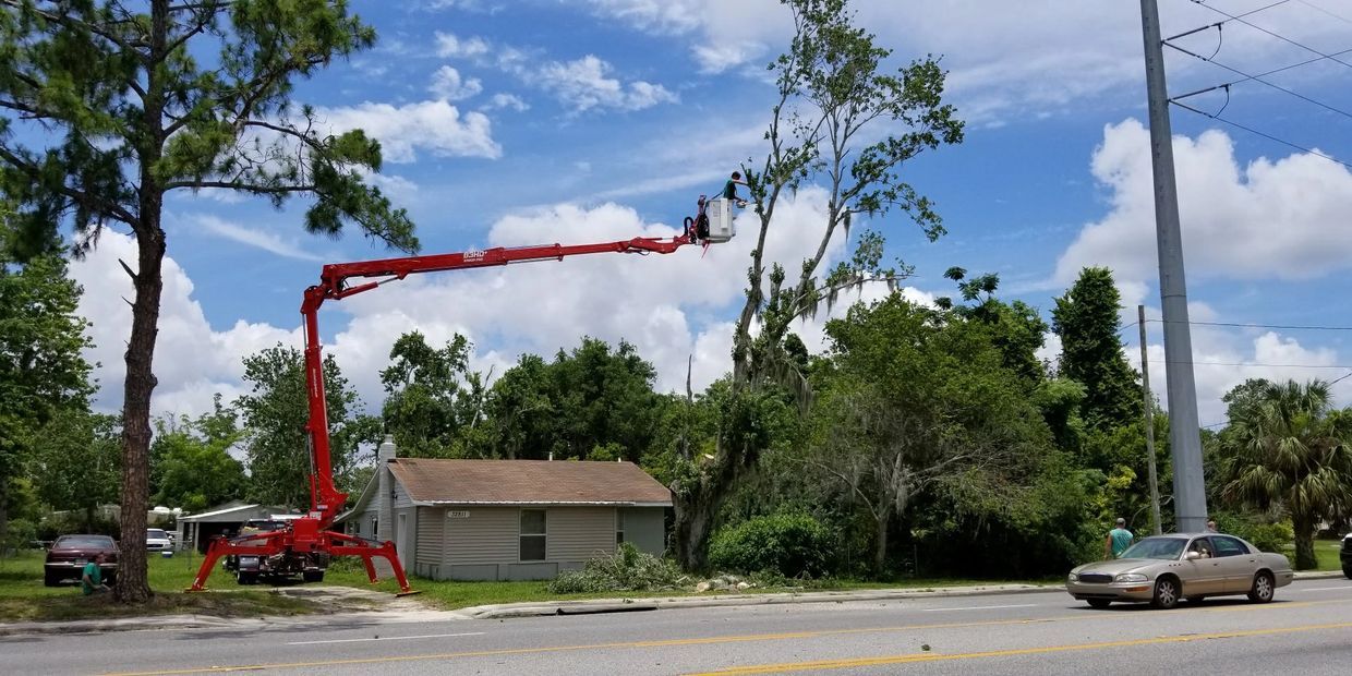 Cutting Long Trees — Tavares, FL — Clearcut Tree Service, Inc