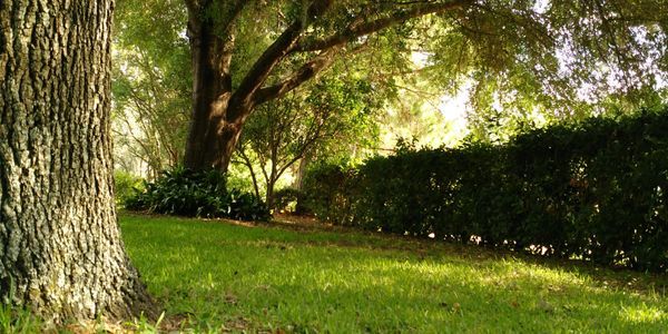 Large Tree for Removal — Tavares, FL — Clearcut Tree Service, Inc