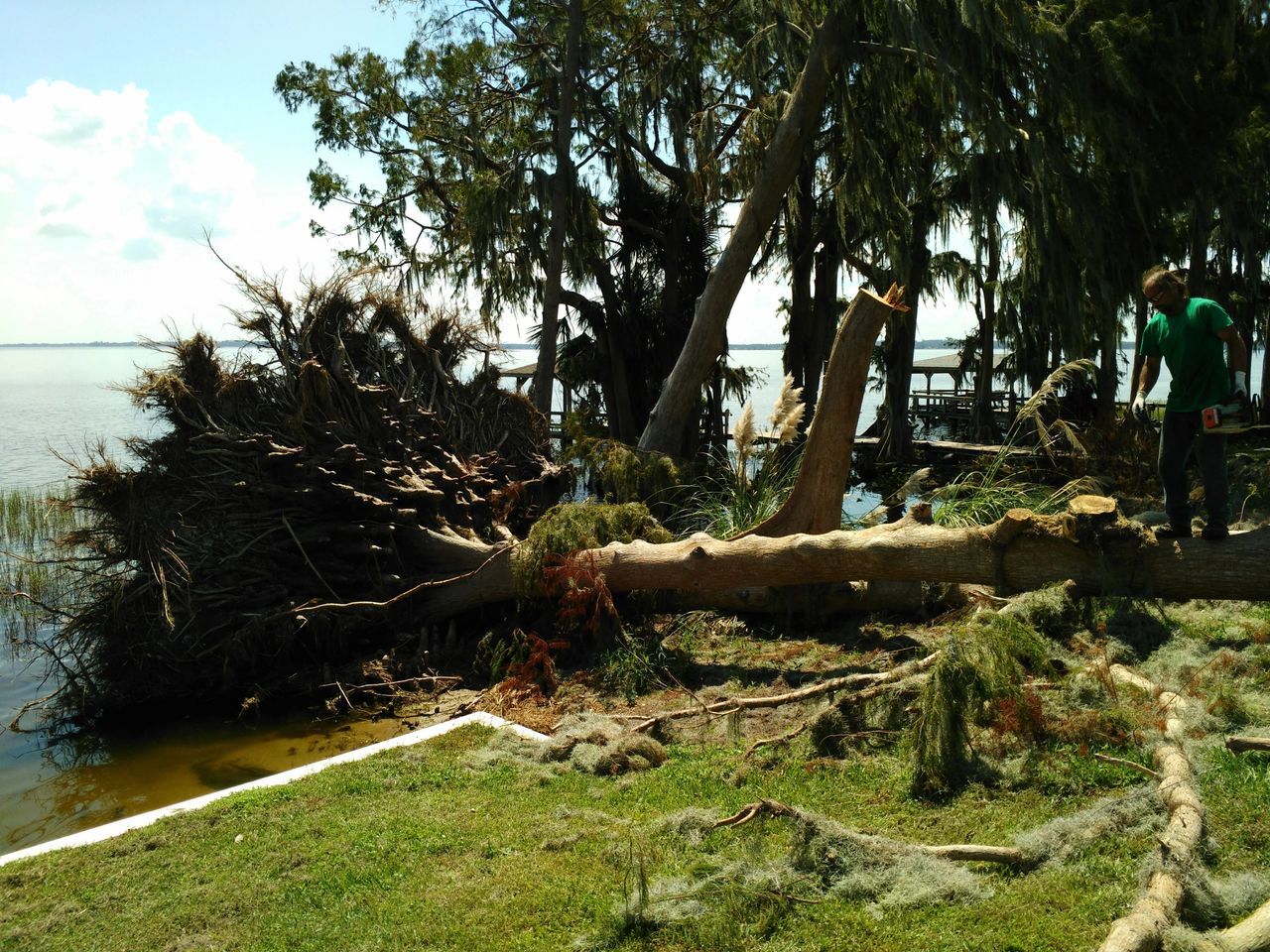 Cutting Large Trees — Tavares, FL — Clearcut Tree Service, Inc