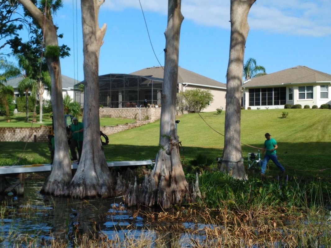 Ongoing Tree Cutting — Tavares, FL — Clearcut Tree Service, Inc