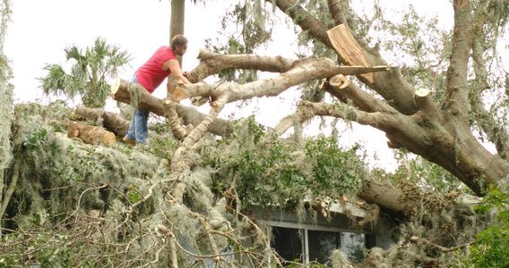 A Man Cutting Big Tree — Tavares, FL — Clearcut Tree Service, Inc