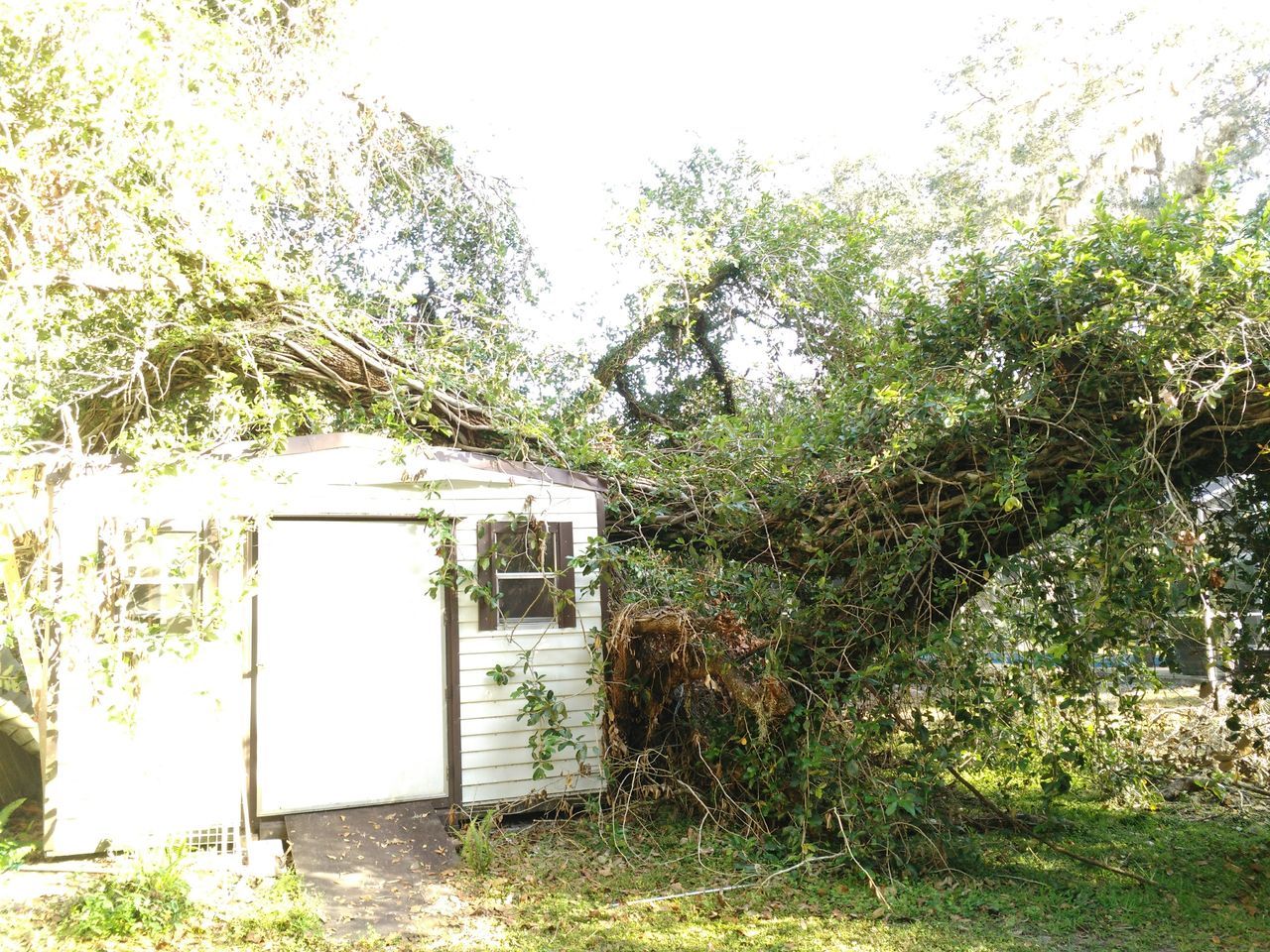 Big Tree for Removal — Tavares, FL — Clearcut Tree Service, Inc