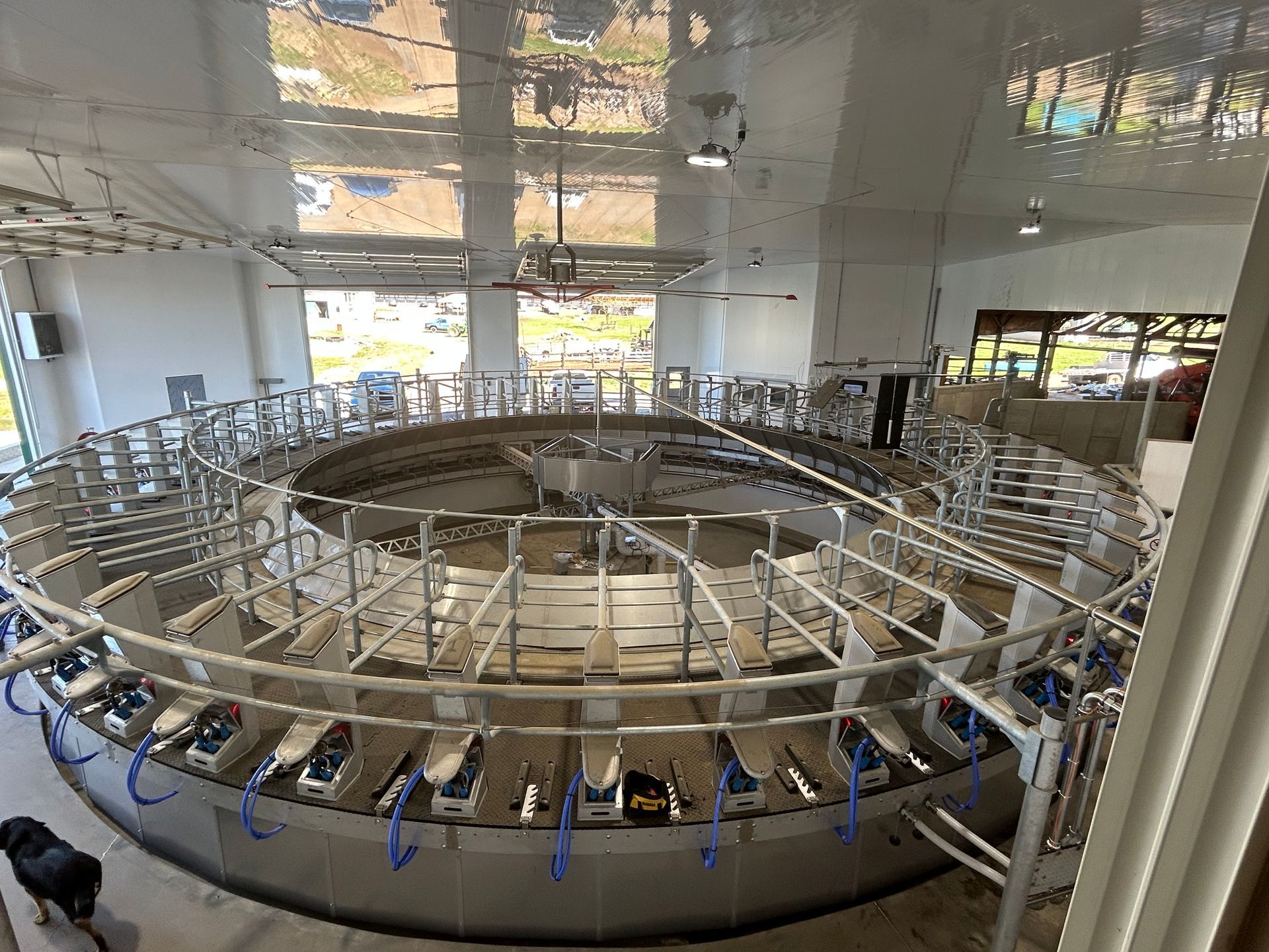 A dog is standing in front of a circular milking machine.