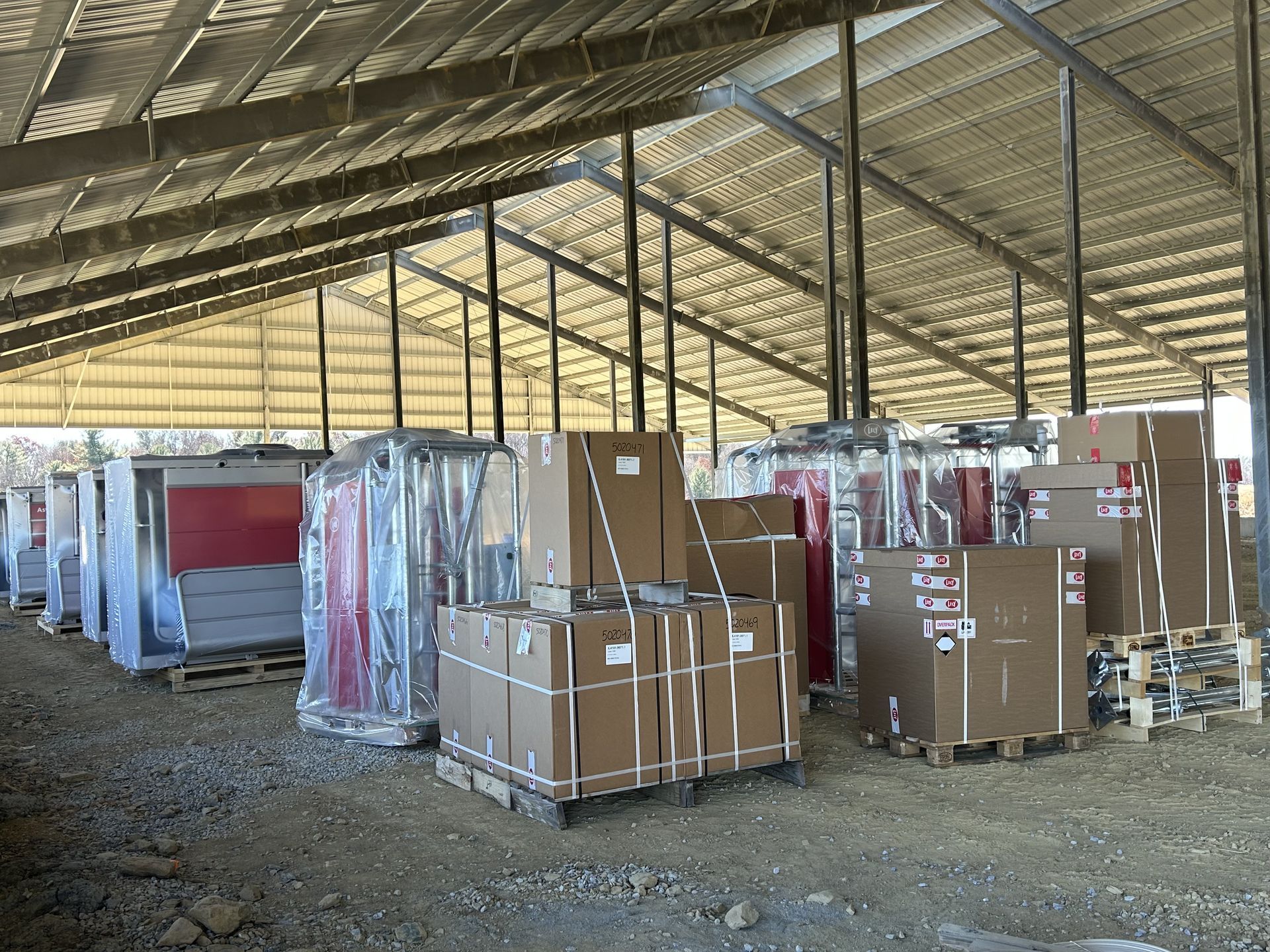 A brown and white cow with horns is standing in a grassy field.
