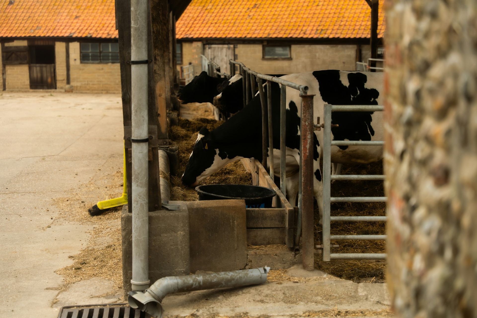 Cows eating from a trough inside a barn, with red-tiled roof and stone walls visible.