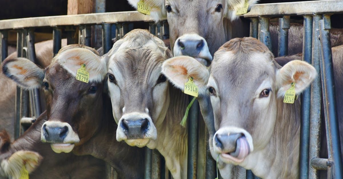 A herd of cows standing next to each other in a pen.