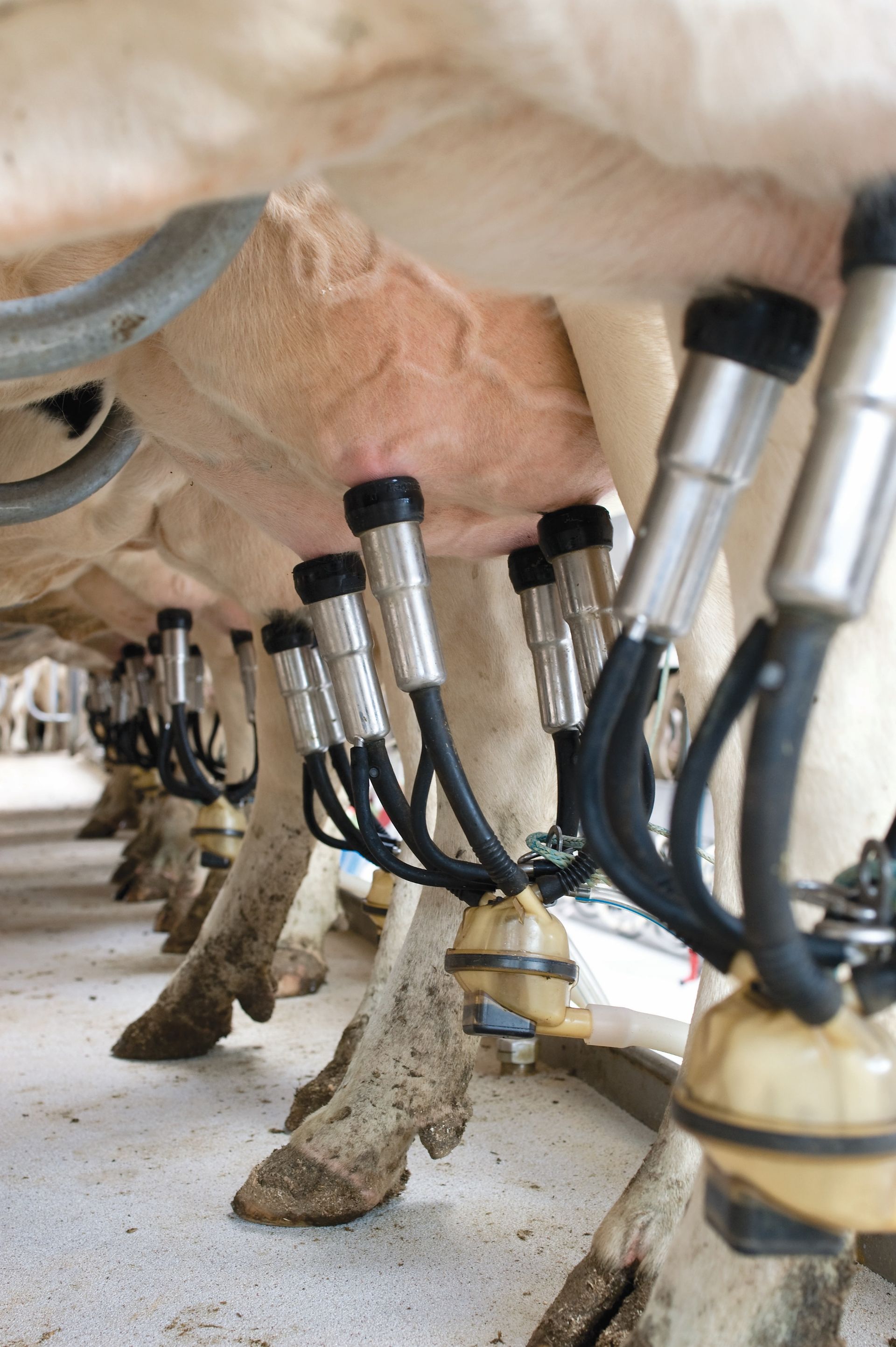A row of cows are being milked in a barn.
