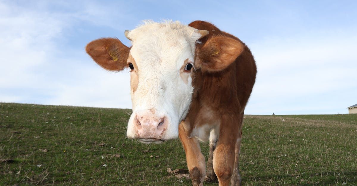 A brown and white cow is standing in a grassy field looking at the camera.