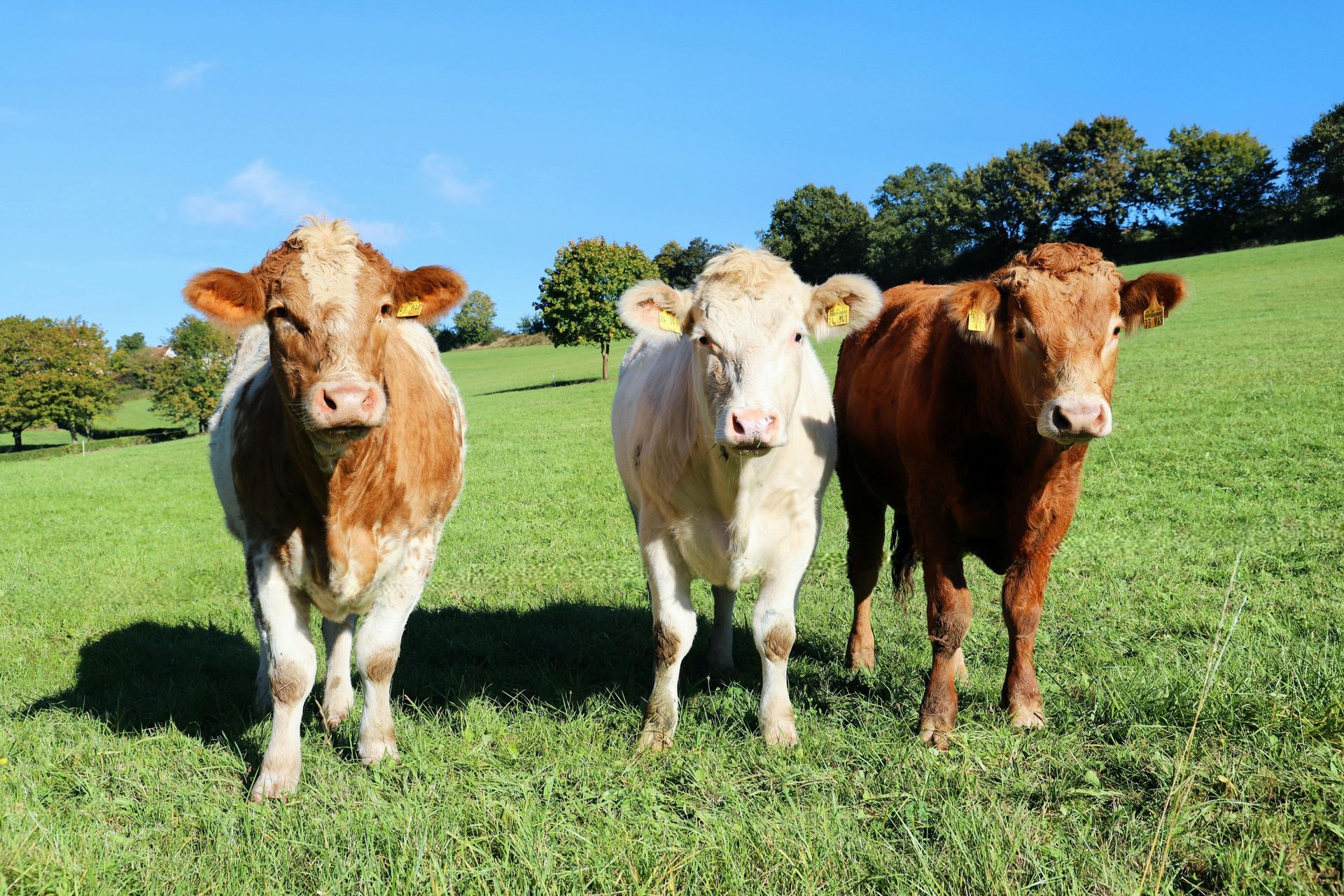 Three dairy cows standing in a green pasture with trees in the background on a sunny day