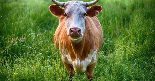 A brown and white cow with horns is standing in a grassy field.