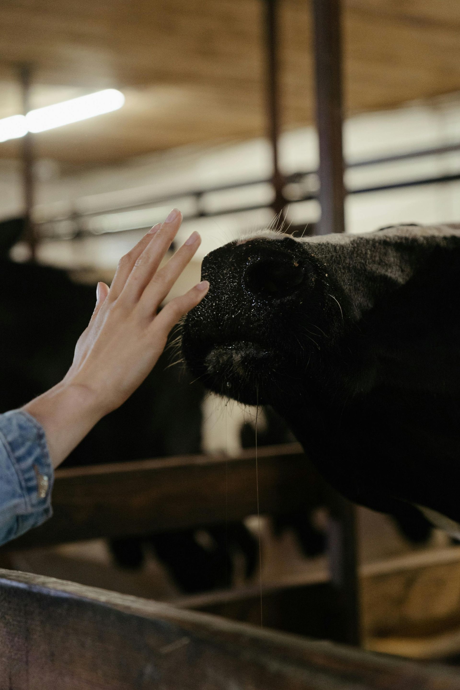 Farmer's hand on dairy cow in barn, showing the personal care that works alongside modern farm tech