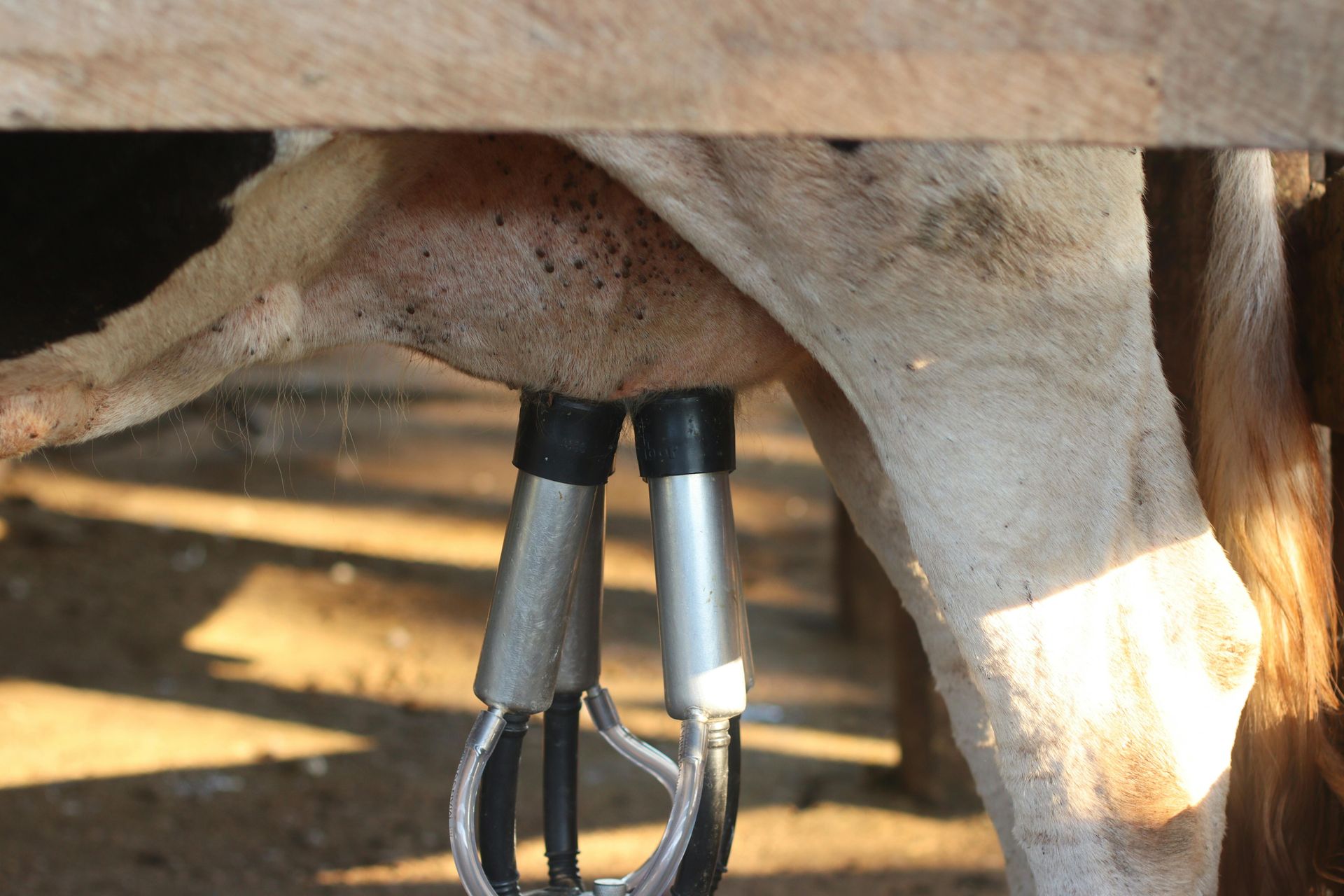 Modern milking system upgrade with advanced features to boost efficiency and dairy farm productivity