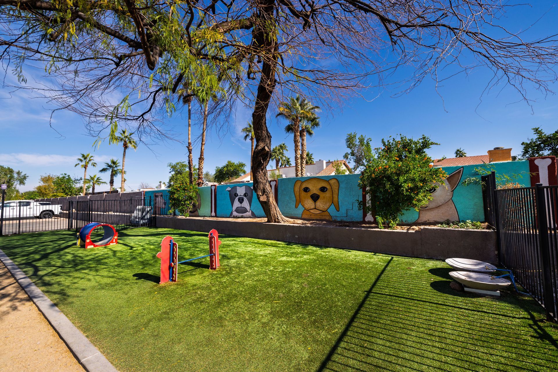 Dog park with artificial turf, obstacles, and a painted mural of a dog on a wall under a tree. Talavera Apartments offers walkable downtown Tempe apartments—explore now.
