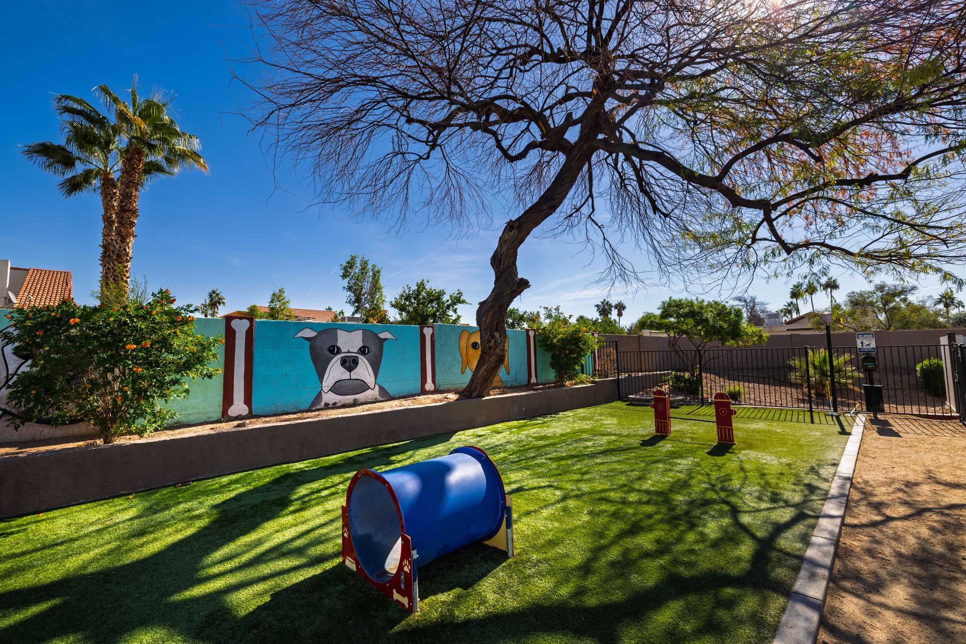 Dog park with blue tunnel, mural of a dog, and artificial turf. Talavera Apartments features convenient Tempe AZ rentals—see what’s available.