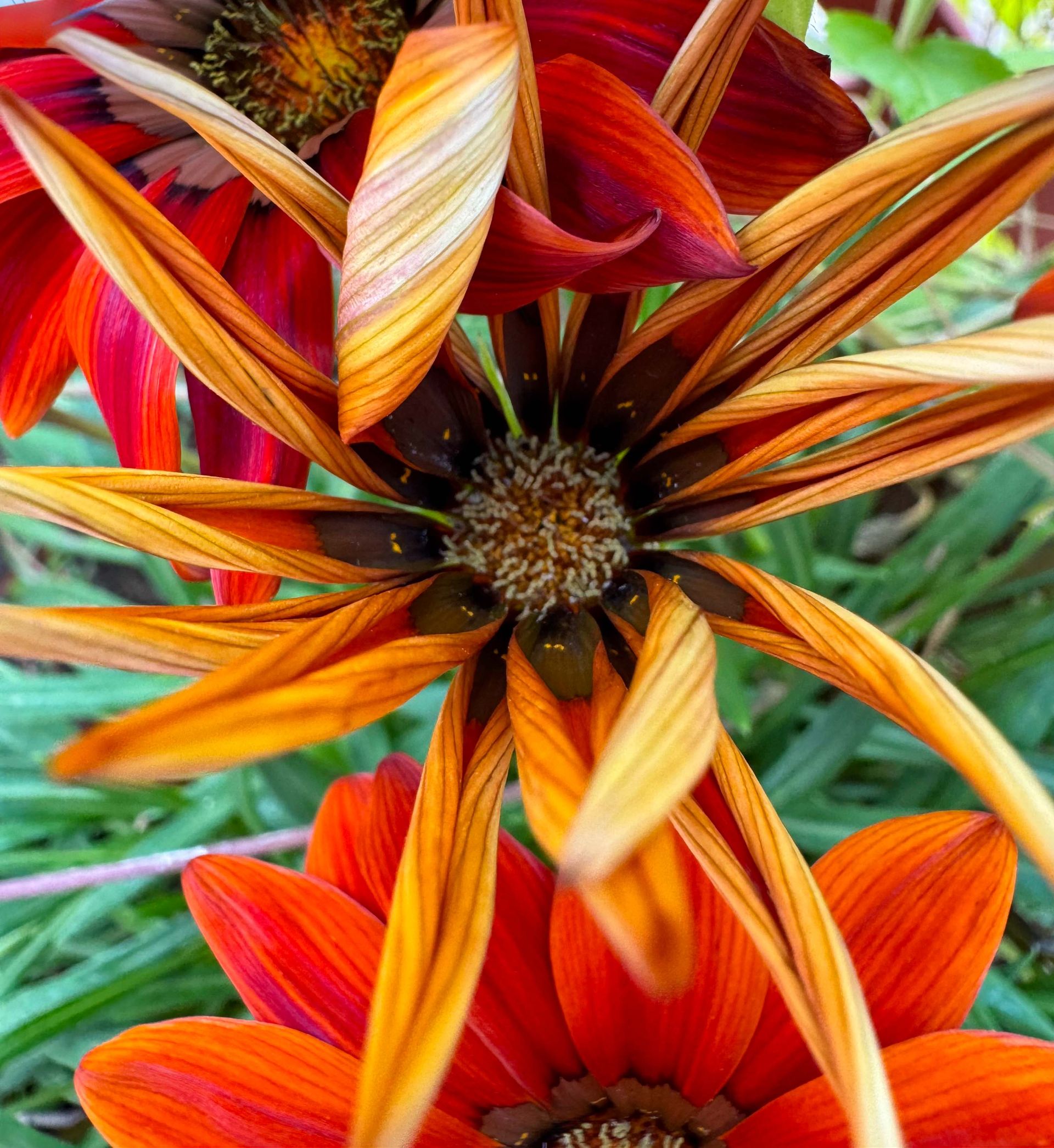 Pink hibiscus flower bud against a dark blue background.