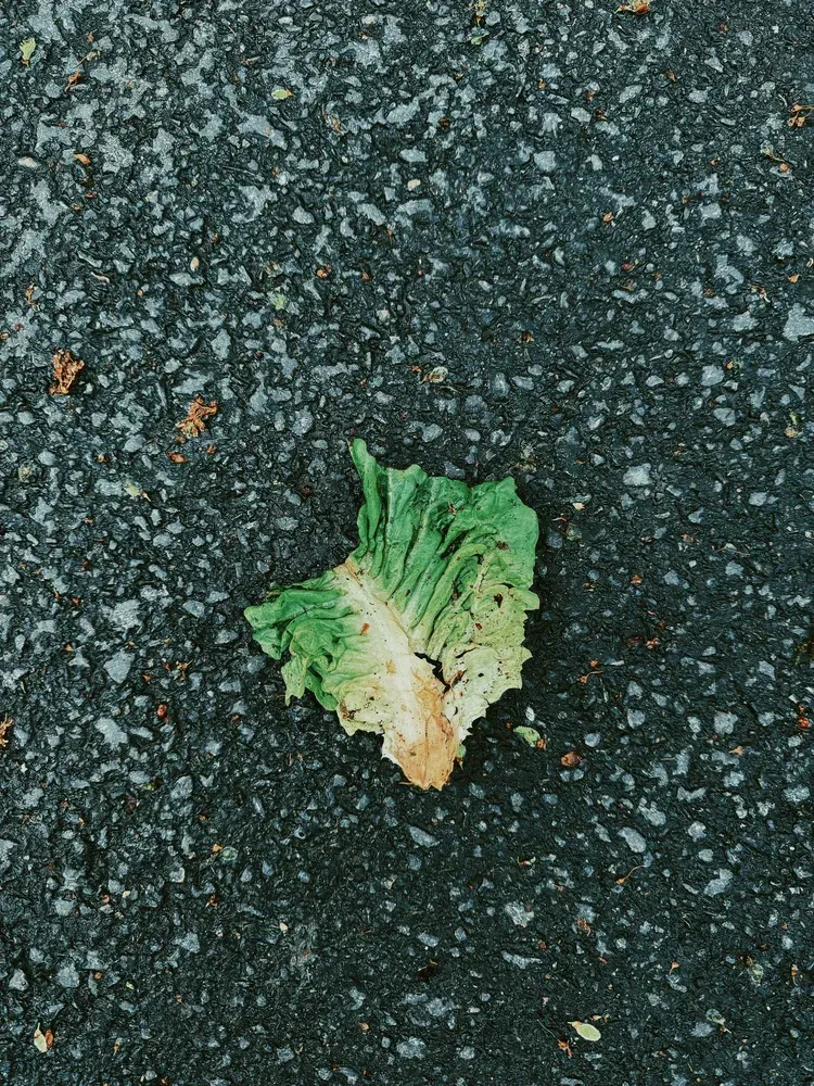 A single, wilted lettuce leaf on dark, textured asphalt.