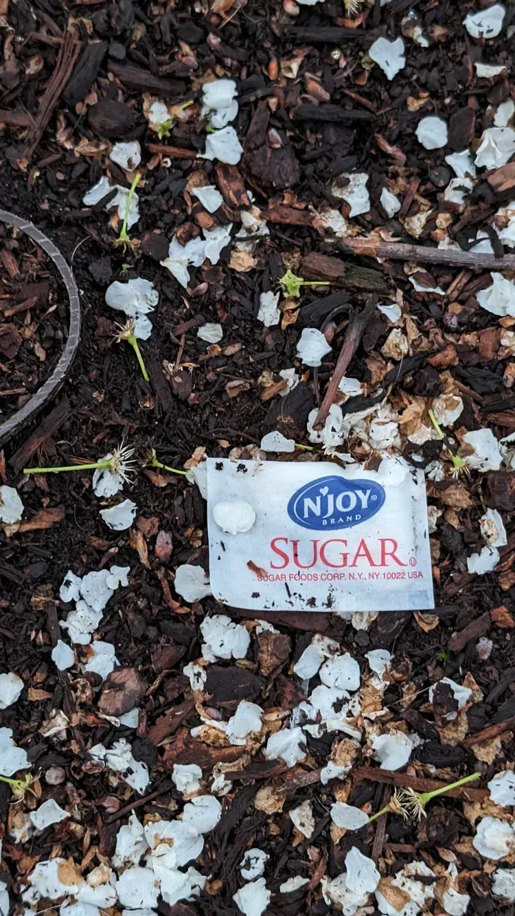 Sugar packet on dark soil with white shell fragments.