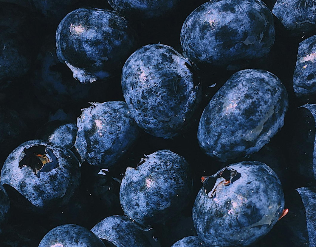 Close-up of fresh blueberries, dark blue, with natural dusty coating.