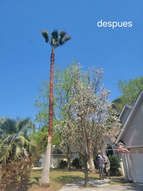 Two palm trees in a sunny yard, one tall and pruned with a bare trunk, under a clear blue sky.