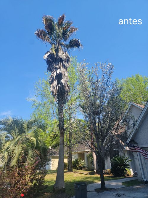 Tall palm tree in a sunny yard beside a house, with smaller trees and clear blue sky.