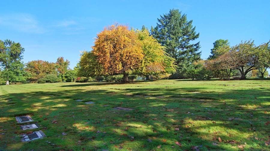 A large grassy field with trees in the background on a sunny day.