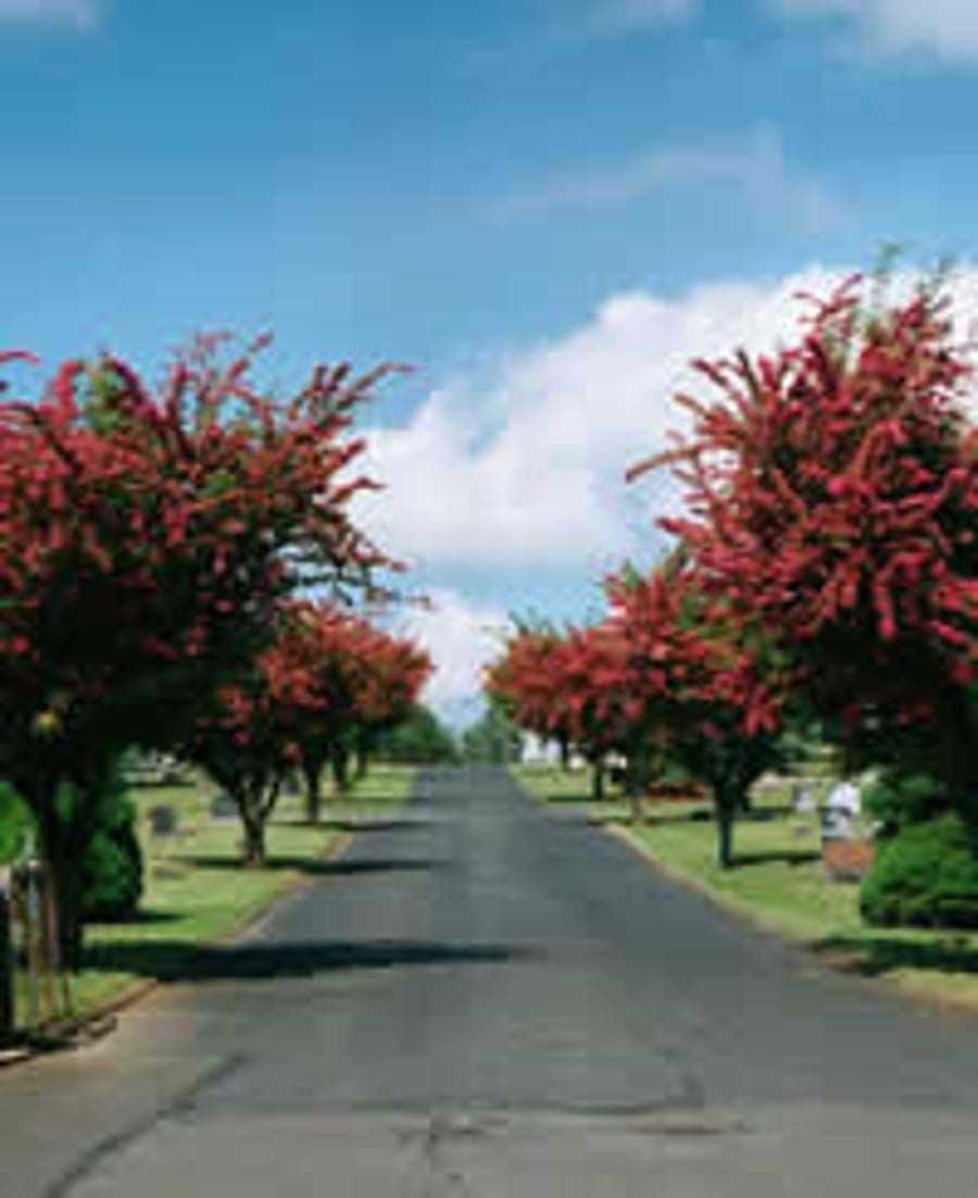 A road lined with trees with red flowers on them