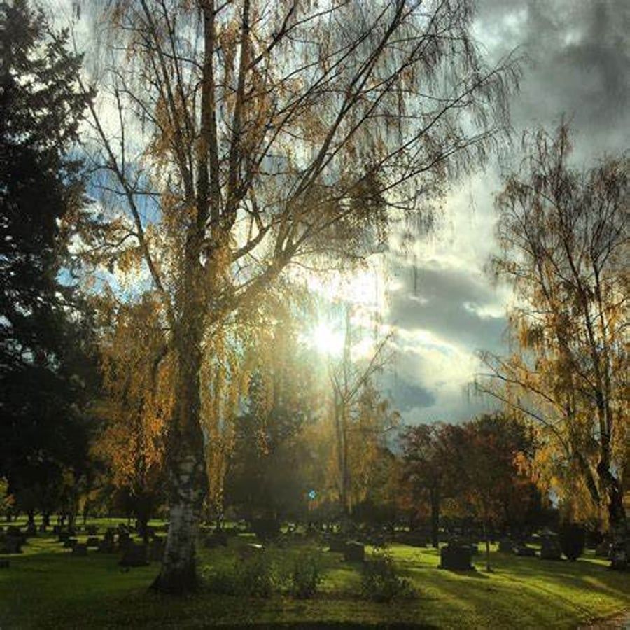 The sun is shining through the trees in a cemetery