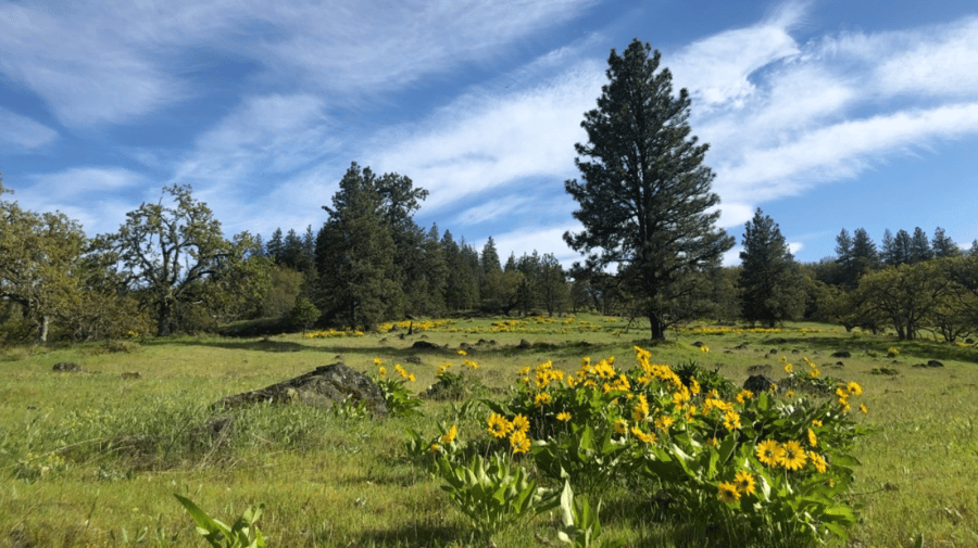 A field of yellow flowers with trees in the background on a sunny day.