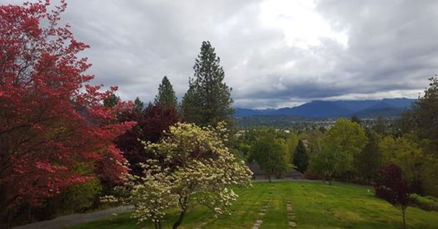 A view of a park with trees and mountains in the background